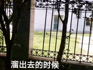 吃瓜栏杆学校,校园生活趣味横生