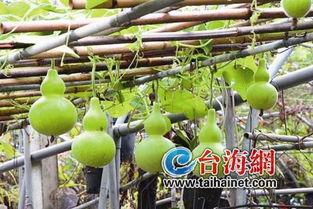 梦见路边摘葫芦瓜吃,路边摘葫芦瓜的奇幻之旅