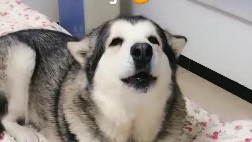 洛洛吃瓜前排,揭秘娱乐圈幕后风云