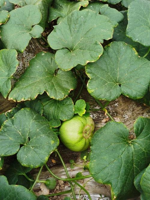 我只想安静吃瓜快穿,跟随“只想安静吃瓜”的快穿之旅