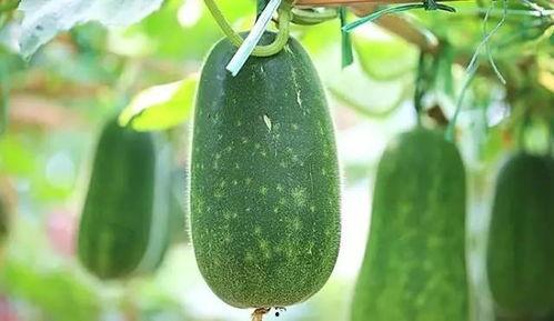 秋季你吃瓜了吗