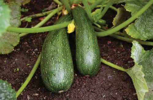 秋季你吃瓜了吗