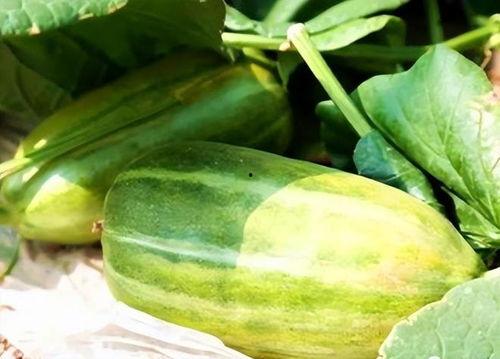 秋季你吃瓜了吗