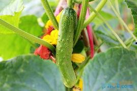 冲冲吃921的瓜,揭秘娱乐圈的甜蜜与苦涩