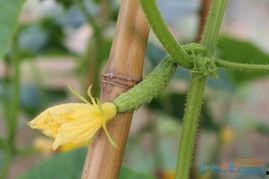 冲冲吃921的瓜,揭秘娱乐圈的甜蜜与苦涩