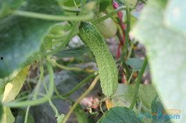 冲冲吃921的瓜,揭秘娱乐圈的甜蜜与苦涩