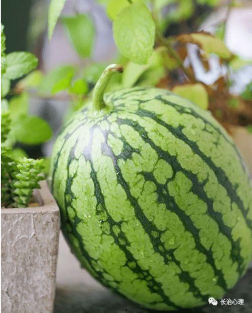 吃瓜反应的文化现象,揭秘网络时代下的文化现象