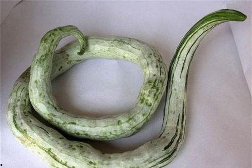 湿疹可以吃蛇瓜吗,蛇瓜的养生益处