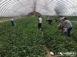 吃瓜平罗,一场舌尖上的美食盛宴